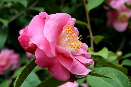 Camellia Flower