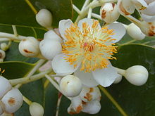 Tamanu
