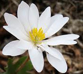bloodroot