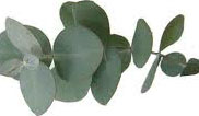 Eucalyptus