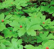 goldenseal