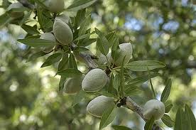 Sweet Almond