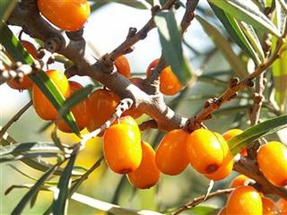 Seabuckthorn Berries