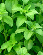 Stevia