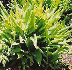 turmeric