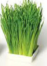 wheatgrass