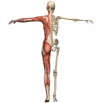 Muscle Aging