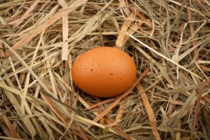 Egg