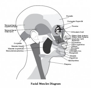 Muscles of the Face