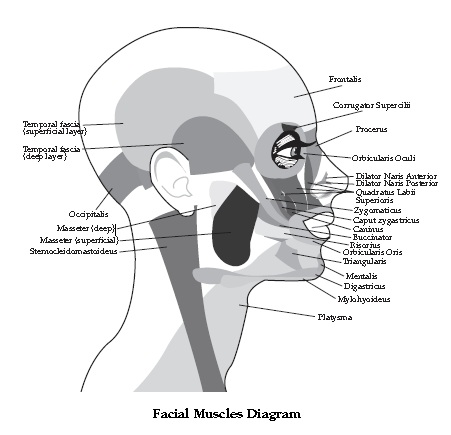Raw Food Blog ยป Facial Exercises Biology Diagrams