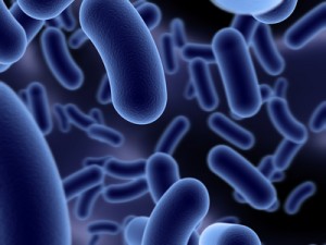 Parasites Parasites and microbes