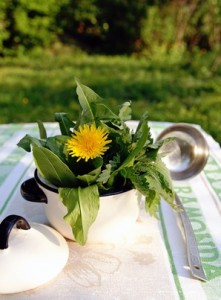 Edible dandelion and other weed plants in a small pot