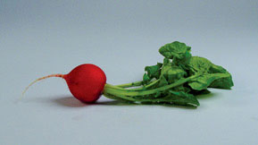 Raw Food Recipe: Zesty Radish Greens