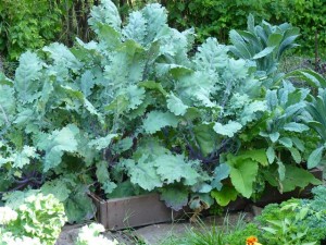Dark Leafy Greens