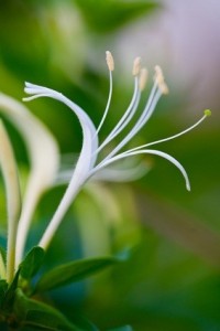 Honeysuckle Honeysuckle