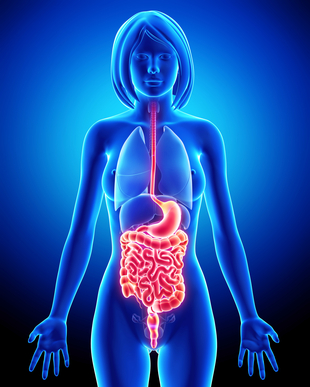 ЭМОЦИОНАЛЬНОЕ ИСЦЕЛЕНИЕ ПИЩЕВАРИТЕЛЬНОГО ТРАКТА РЕЙКИ Female-Digestive-System
